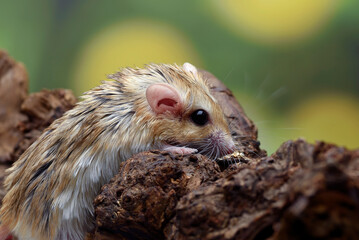 Close-up photo of Fat tailed_ gerbil (Pachyuromys duprasi)