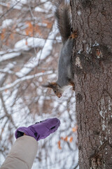 Girl feeds a squirrel with nuts at winter. Caring for animals in winter or autumn.