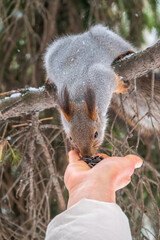Girl feeds a squirrel with nuts at winter. Caring for animals in winter or autumn.