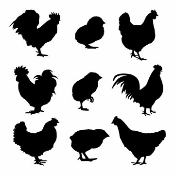 Chicken bundle silhouette isolated on white background