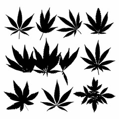 cannabis leaf silhouette icon design black white background set - obrazy, fototapety, plakaty