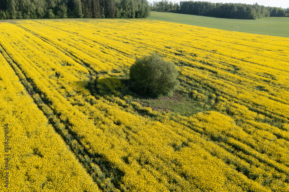 Poster a large field of yellow flowers with a single tree in the middle of the field and trees in the dista