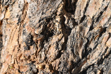 Tree Bark Background