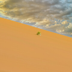 Fototapeta na wymiar Namibia, the Namib desert, grass in the red dunes in rain season 