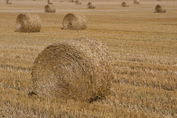Harvest field in the nature
