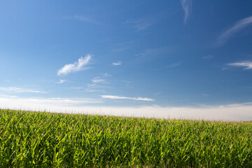 Maize field in the nature
