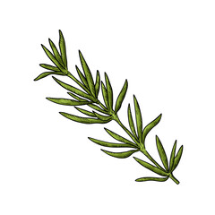 twig of rosemary PNG clipart