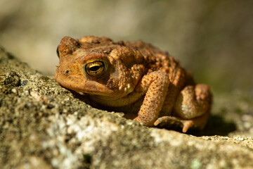 American toad sunning on a rock at Blackledge Falls, Connecticut.