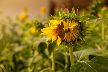 portrait of a sunflower in the field