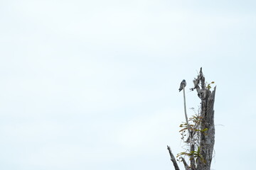 bird flying during the day in front of the forest