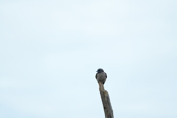 bird flying during the day in front of the forest
