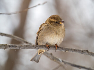 Sparrow sits on a branch without leaves.
