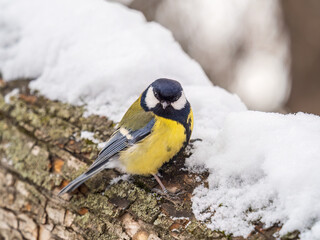 Naklejka premium A tit is looking for food on a tree trunk.