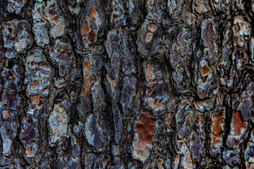 bark of a tree close up