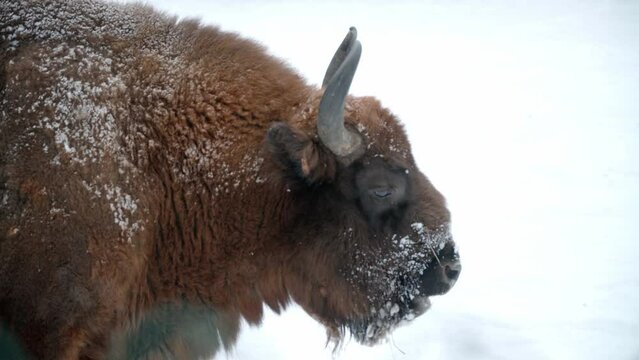 Young European Bison close up covered in snow with white background in Bialowieza forest, Poland.