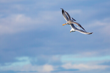 Dos (2) gaviotas patiamarillas (larus michaellis) persiguiéndose en vuelo con una tostada en la boca (pico). Persecusión, competición, competir, robo, robar, comida.