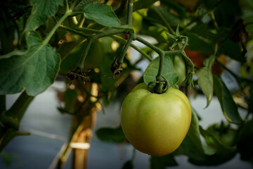 tomatoes are fruiting on the tree