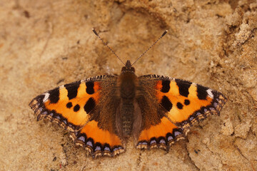 Fototapeta na wymiar Closeup on a Small tortoiseshell butterfly, Aglais urticae sitting with spread wings