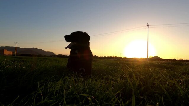 Silhouette of a dog in the summer sunset with grass all around.