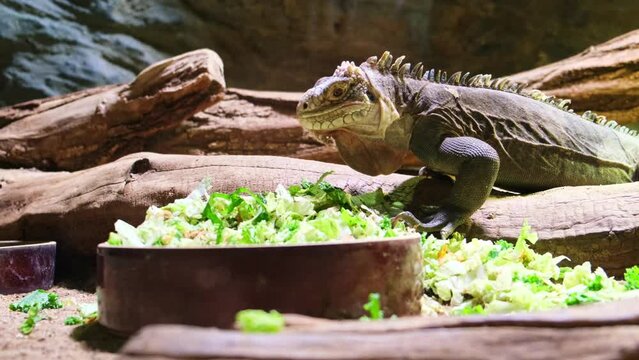 big iguana at the zoo. Reptile animal close up take meal eating leaves salad 