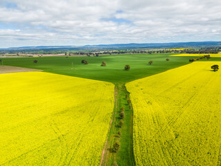 Fields of green and gold farming land of wheat and canola - 558306245