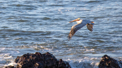 Pelican flying low over rocky coastline at Cambria California United States