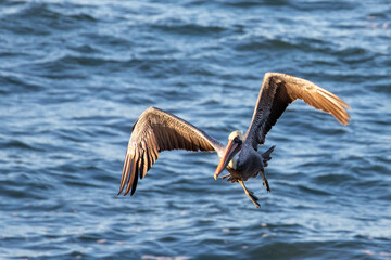 Pelican taking off at Abalone cove on the central coast of Cambria California United States