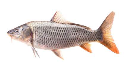 Carp fish isolated on white