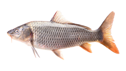 Carp fish isolated on white