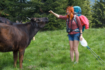 Woman with grazing cow on pasture scenic photography. Picture of person with coniferous trees on background. High quality wallpaper. Photo concept for ads, travel blog, magazine, article
