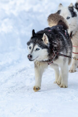 hound dog breed husky in the snow