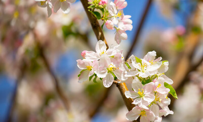 White flowers bloom in the trees. Spring landscape with blooming sakura tree. Beautiful blooming garden on a sunny day. Copy space for text.