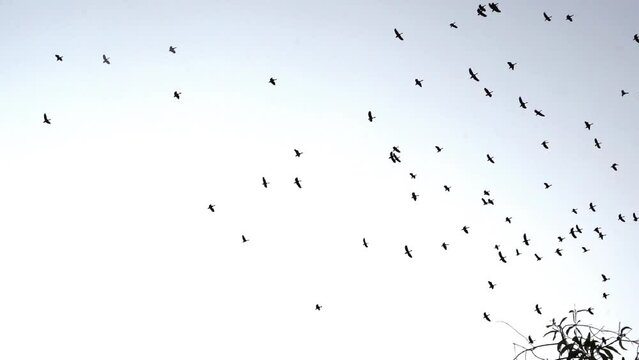 Birds flying on the sky.