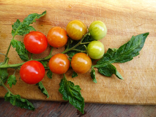 Ripe cherry tomatoes, a branch of fresh tomatoes for cooking