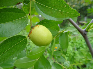 Fresh zizyphus fruits on tree, harvest, fruits close-up