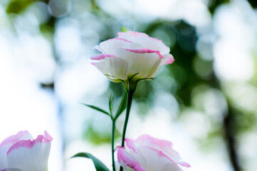 White and Light Pink Lisianthus Flowers in The Garden