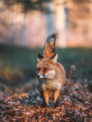 Red fox portrait. Vulpes vulpes in fall forest. Beautiful animal in the nature habitat. 