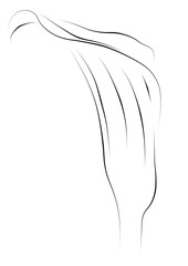 calla lily ,Minimalist line drawing 