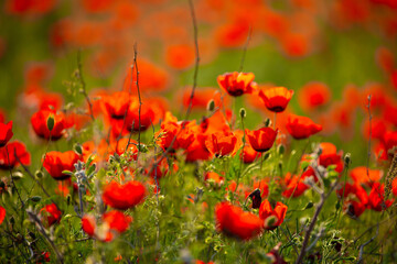 Fototapeta premium Spring, field of poppy flowers. The concept of the freshness of the morning nature. Spring landscape of red wildflowers. Beautiful landscape, pnorama long banner.