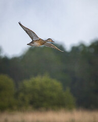 mallard in flight