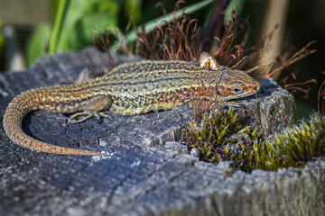 common lizard on a tree log 