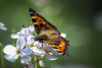small tortoiseshell butterfly on white sweet rocket flower 