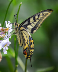 close up of a swallowtail butterfly on white sweet rocket  flower