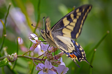 close up of a swallowtail butterfly on white sweet rocket  flower