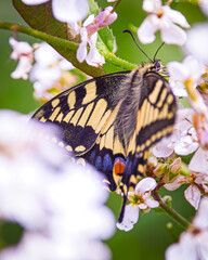 close up of a swallowtail butterfly on white sweet rocket  flower