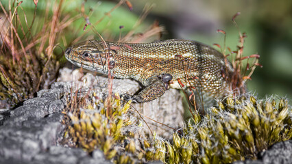 common lizard on a tree log 