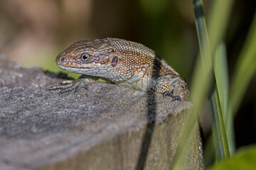 common lizard on a tree log 