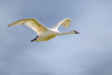swan in flight with blue sky background