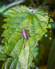 insect on leaf