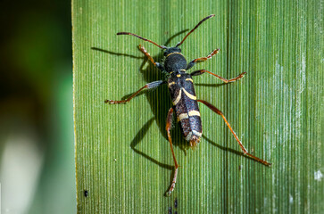 close up of longhorn beetles on leaf